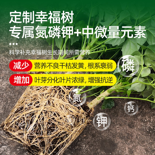 Special fertilizer for happiness tree nutrient solution for first aid leaves dry leaves and fallen leaves, rich and noble bamboo, green treasure tree special fertilizer