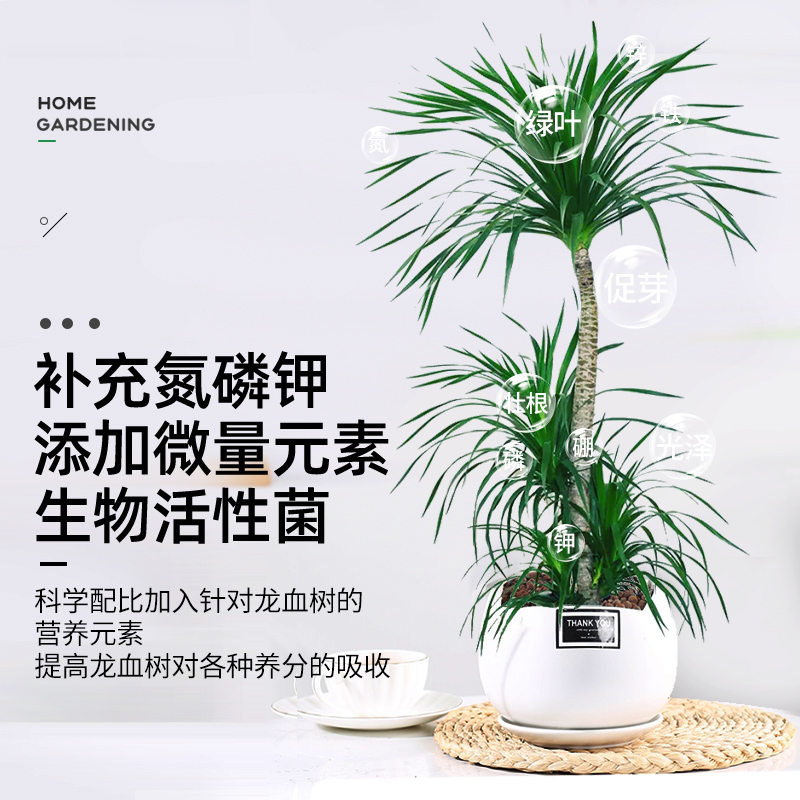 龙血树龙须树专用肥料营养液盆栽植物室内绿植养花肥通用氮磷钾肥-图3