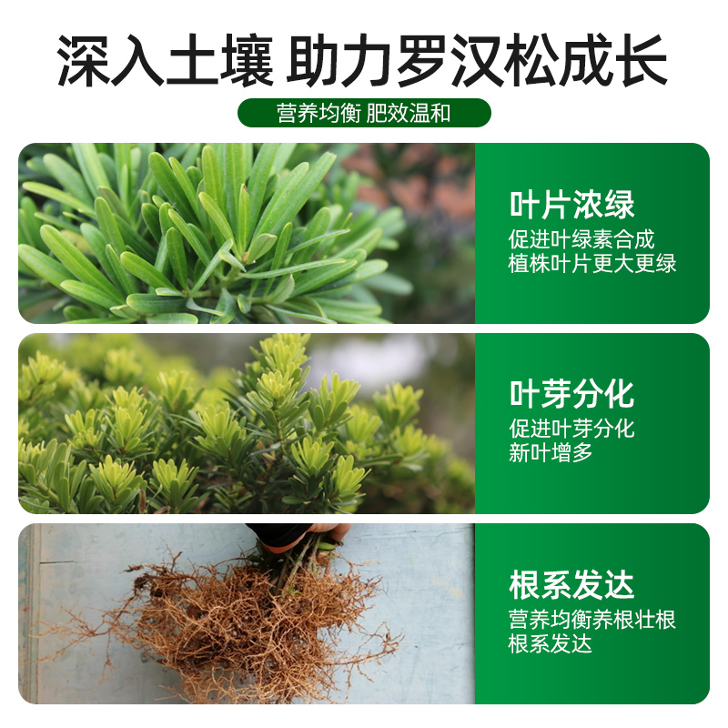 罗汉松专用营养液植物盆栽室内通用肥料造景树泰山松预防黄叶枯叶-图1