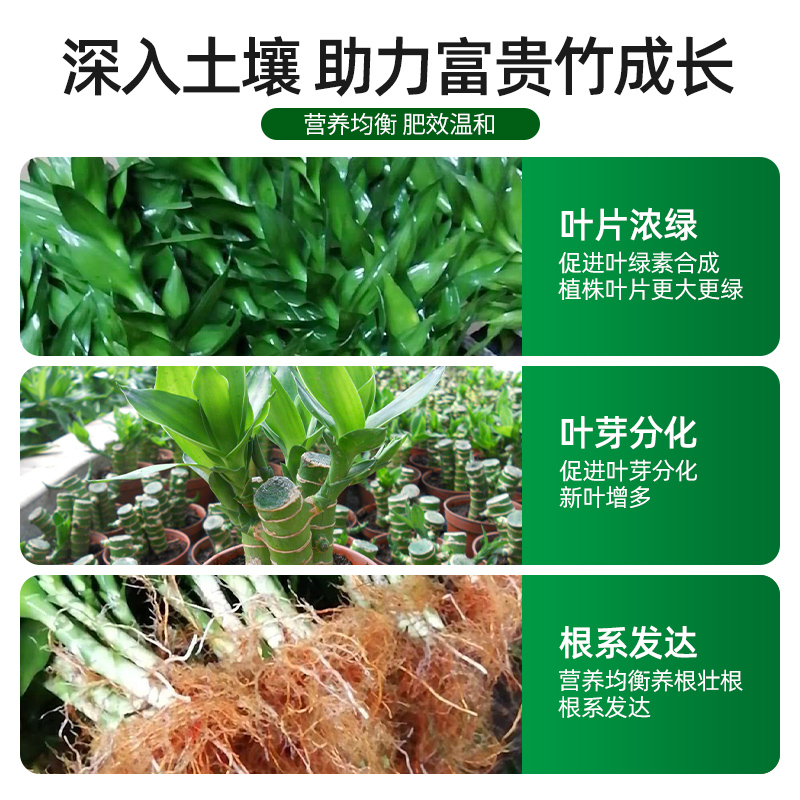 富贵竹营养液水培植物专用肥料转运观音竹子家用专治黄叶养花通用-图2