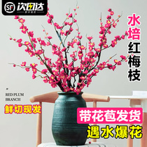 Red Plum Hydroponic Plant Dry Branches Snowy Willow Water Fresh Flowers Plum Fresh Branches Pearl Li Indoor Living Room Green Plant Potted Plants