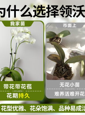 领沃蝴蝶兰精致生活带花盆栽轻奢