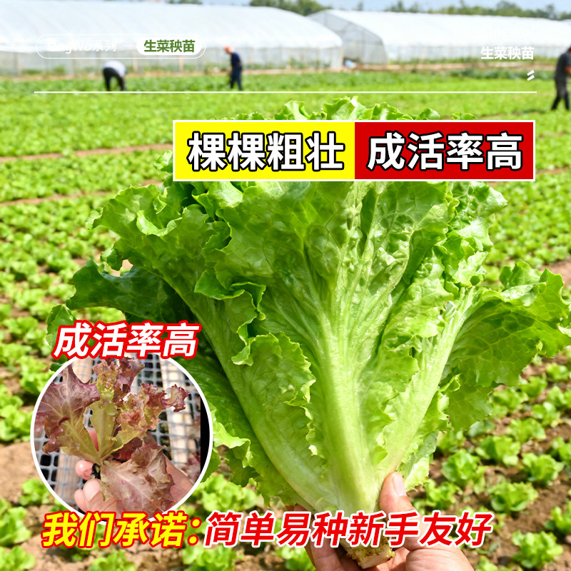 生菜苗带土秋冬耐寒秧苗紫叶奶油蔬菜苗家用阳台盆栽四季可种,淘宝优惠券,粉丝福利购,淘宝优惠卷