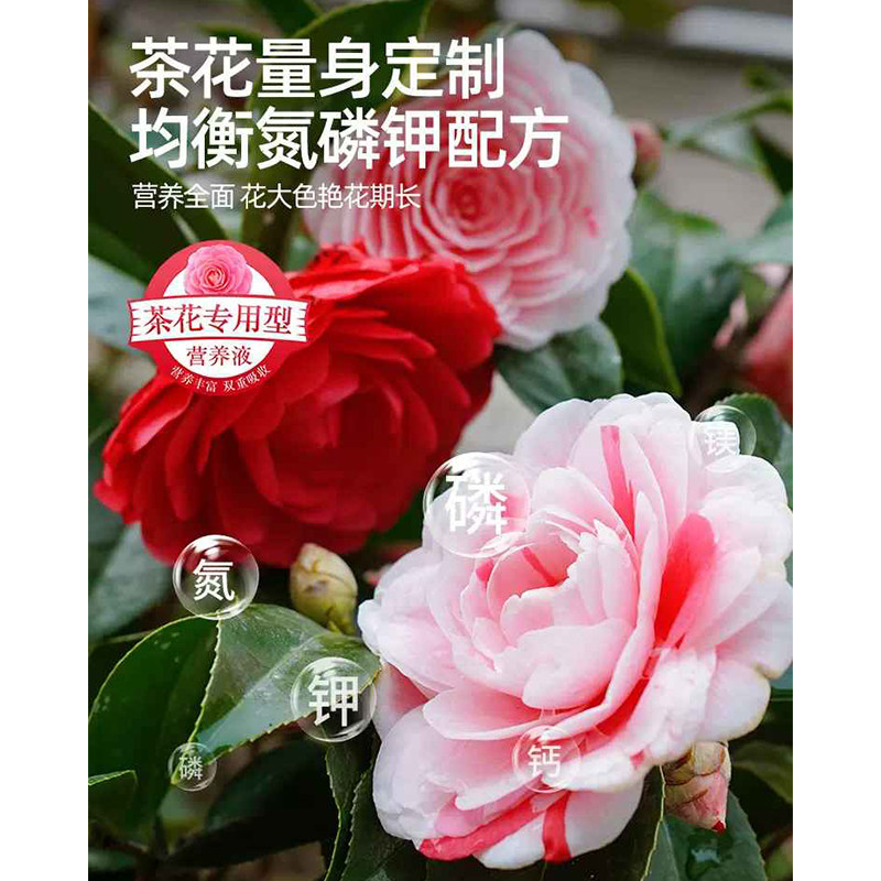 营养液茶花肥料专用肥喜酸植物杜鹃茉莉绿叶促开花盆栽花卉通用型,淘宝优惠券,粉丝福利购,淘宝优惠卷