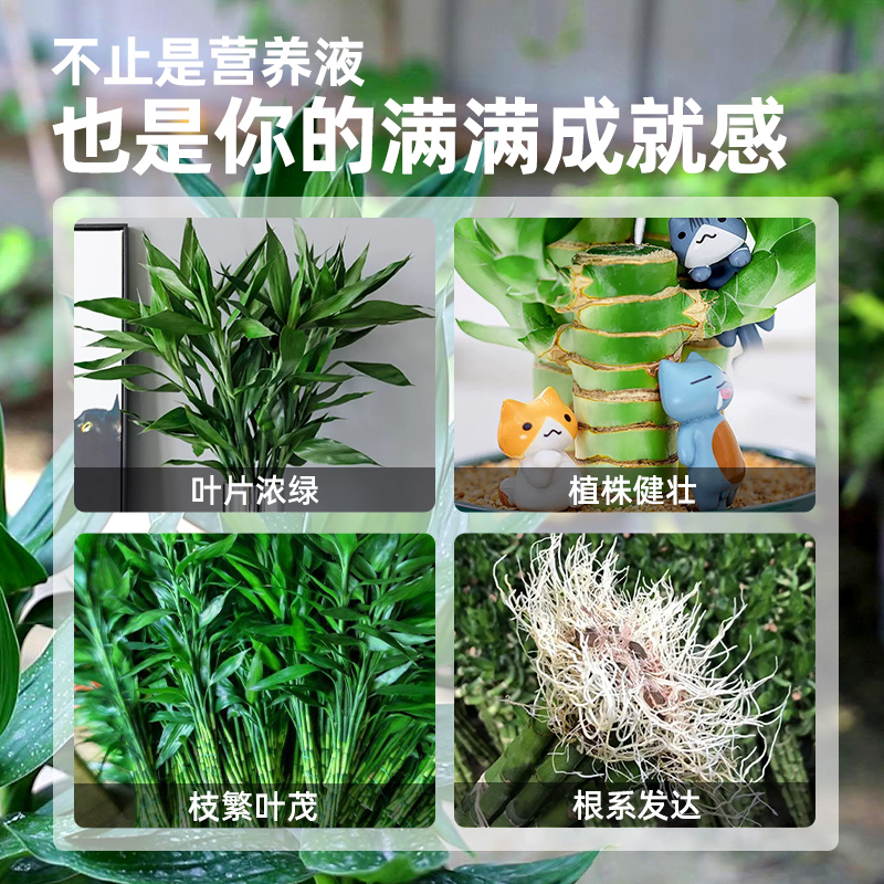 富贵竹营养液水培植物专用肥料转运观音竹子家用专治黄叶养花通用-图0