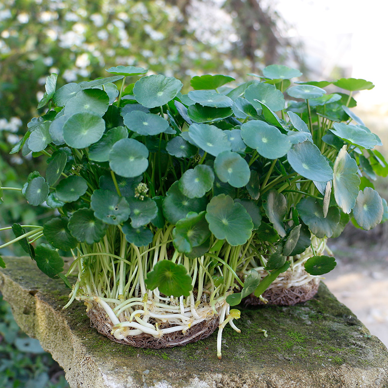 铜钱草植物盆栽室内水培带叶桌面盆景金钱草吸甲醛办公绿植水养-图1