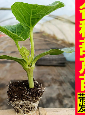 手捻葫芦苗秧四季春秋阳