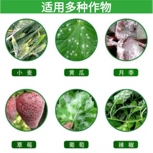 曹氏天正新白胜黄瓜葡萄草莓花卉杀菌剂专用药-图0