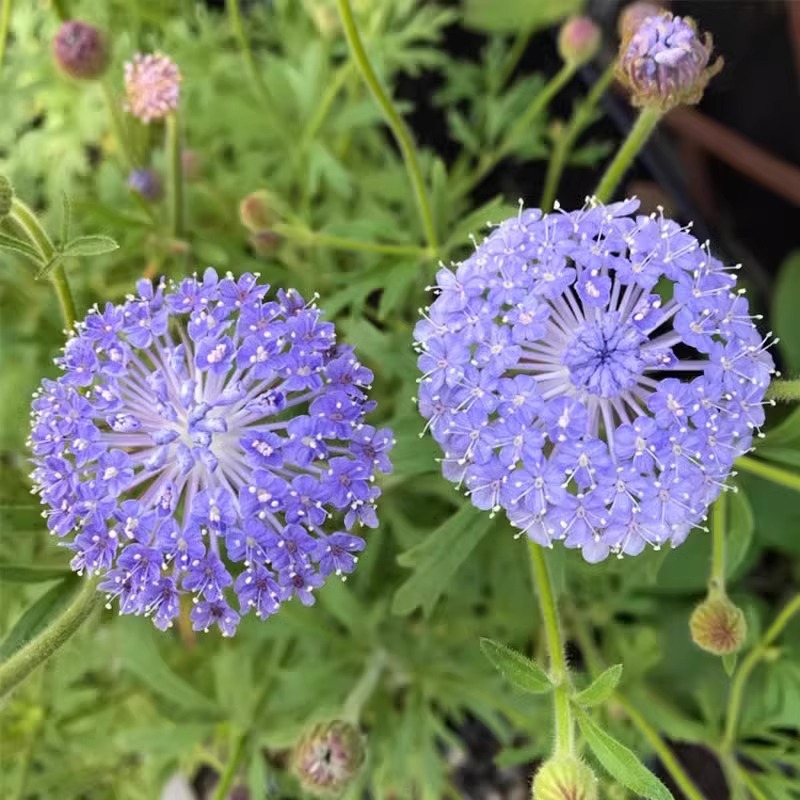 翠珠花种子可切花蕾丝花蓝饰带花籽室外四季阳台种植庭院盆栽种籽-图2