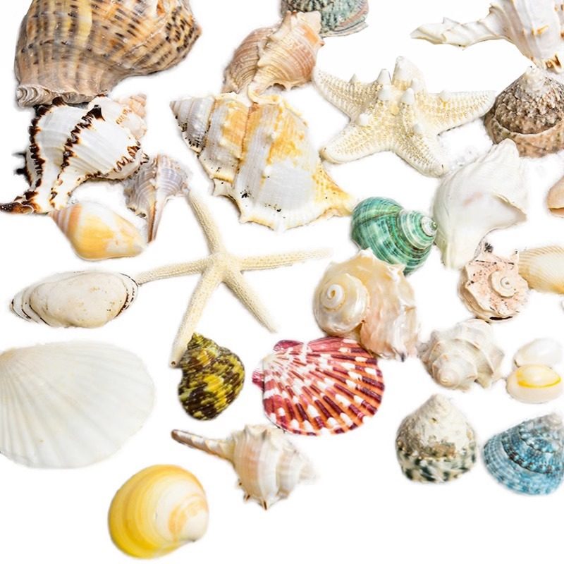天然贝壳海螺海星鱼缸造景手工diy材料大扇贝风铃装饰工艺品,淘宝优惠券,粉丝福利购,淘宝优惠卷