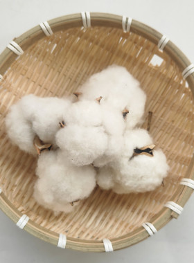 棉花朵 棉花桃带籽带壳棉花结婚生子装饰干棉花头棉朵棉10朵包邮