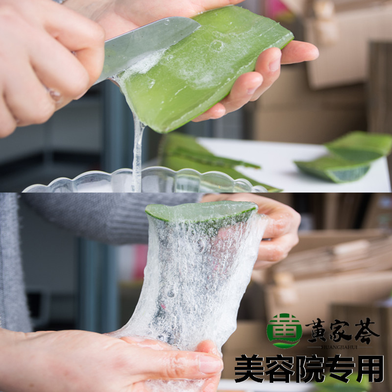 美国库拉索芦荟盆栽植物美容新鲜可食用芦荟灌肤美容院专用芦荟苗
