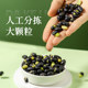 Pujiang organic crispy black beans ready-to-eat snacks