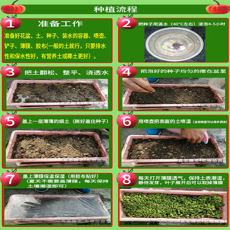 四季香椿种子籽仔孑香椿芽香桩头大红椿树椿天铃子四川特殊蔬菜 - 图2