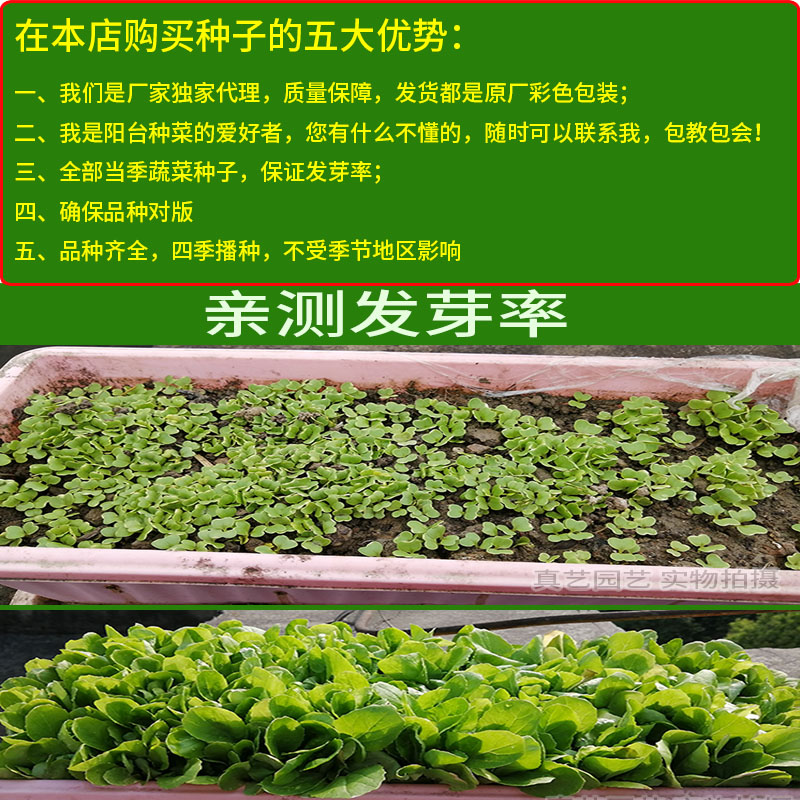 耐热莴笋热霸15g青笋茎用莴苣菜香莴笋千金菜莴苣菜蔬菜种子孑籽 - 图1