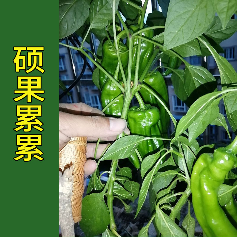 薄皮菜辣子150粒牛角椒辣椒蔬菜种子孑籽大肉海菜薄皮青辣椒辣子1 - 图0