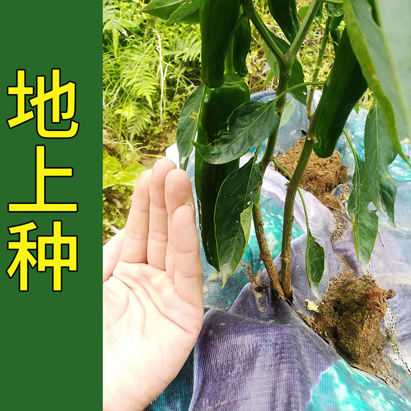 薄皮菜辣子150粒牛角椒辣椒蔬菜种子孑籽大肉海菜薄皮青辣椒辣子1 - 图1