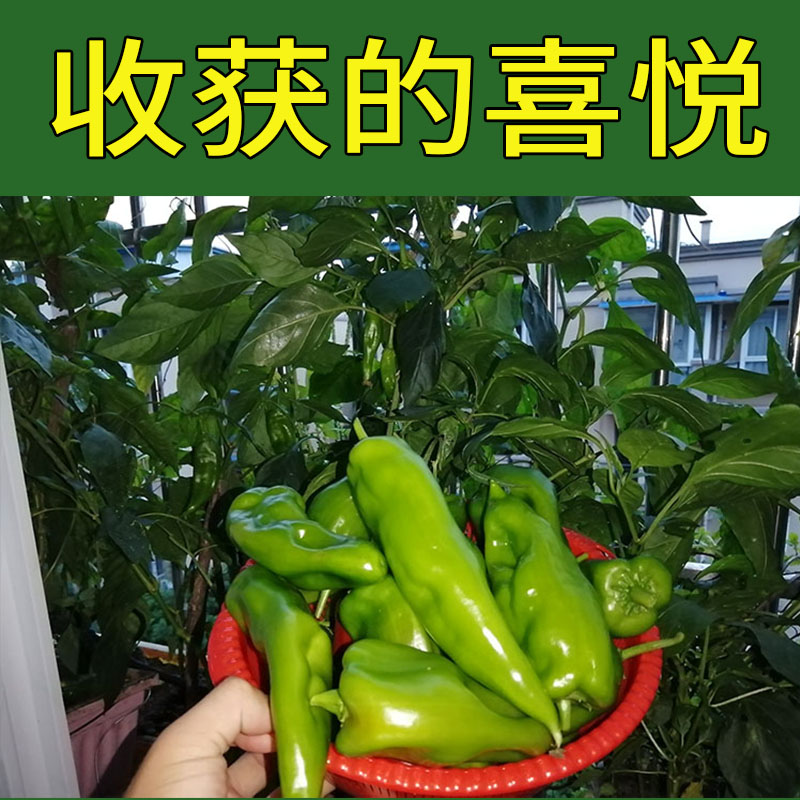 薄皮菜辣子150粒牛角椒辣椒蔬菜种子孑籽大肉海菜薄皮青辣椒辣子1 - 图2