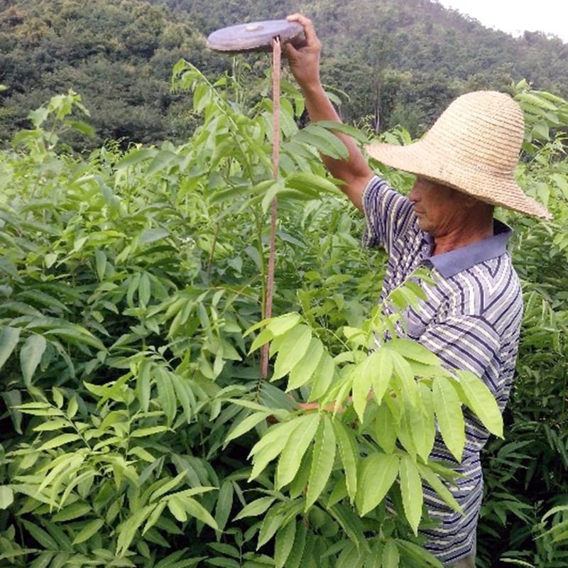 新采无患子种子金叶无患籽行道树绿化肥皁树洗手果木患子林木种子 - 图1