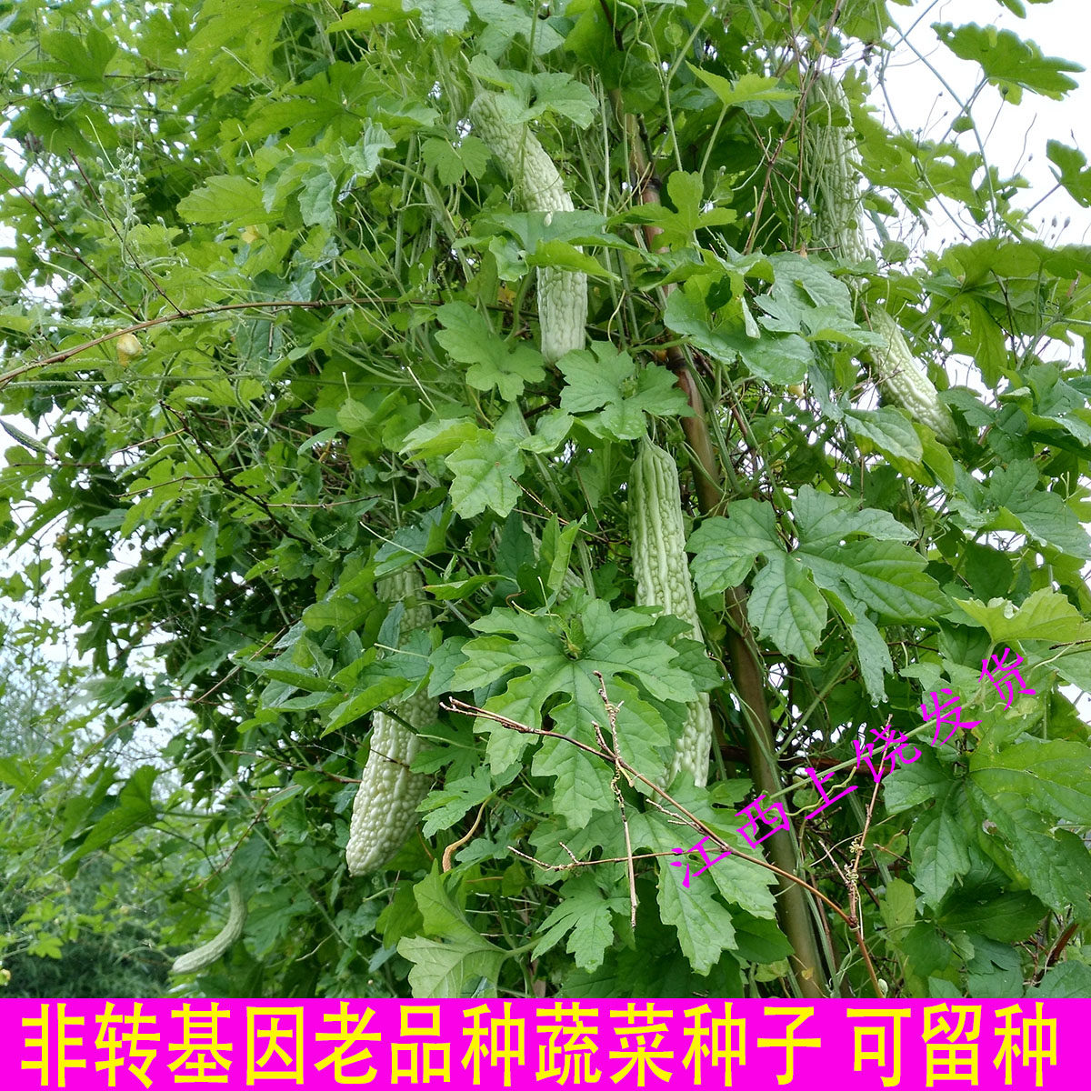非转基因自留常规老品种可留种癞葡萄凉瓜锦荔枝癞瓜白玉苦瓜种子_虎窝淘