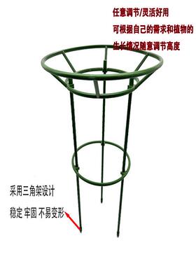 绿萝专用花架蟹爪兰花架爬藤支架金钱树令箭荷花支撑杆叶仙绿萝专