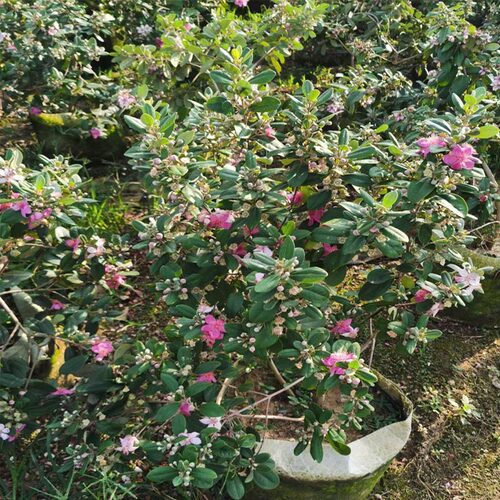 山捻子桃金娘树苗别墅庭院四季种植阳台观赏花树常青绿化盆栽绿植 - 图0