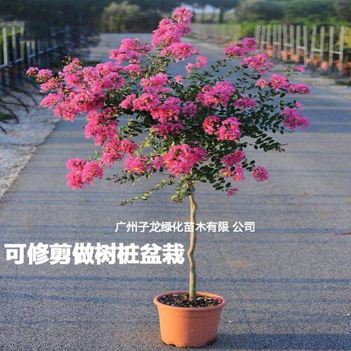 小叶紫薇树苗别墅庭院绿化风景树耐寒红花紫薇花树盆栽四季种植物 - 图0