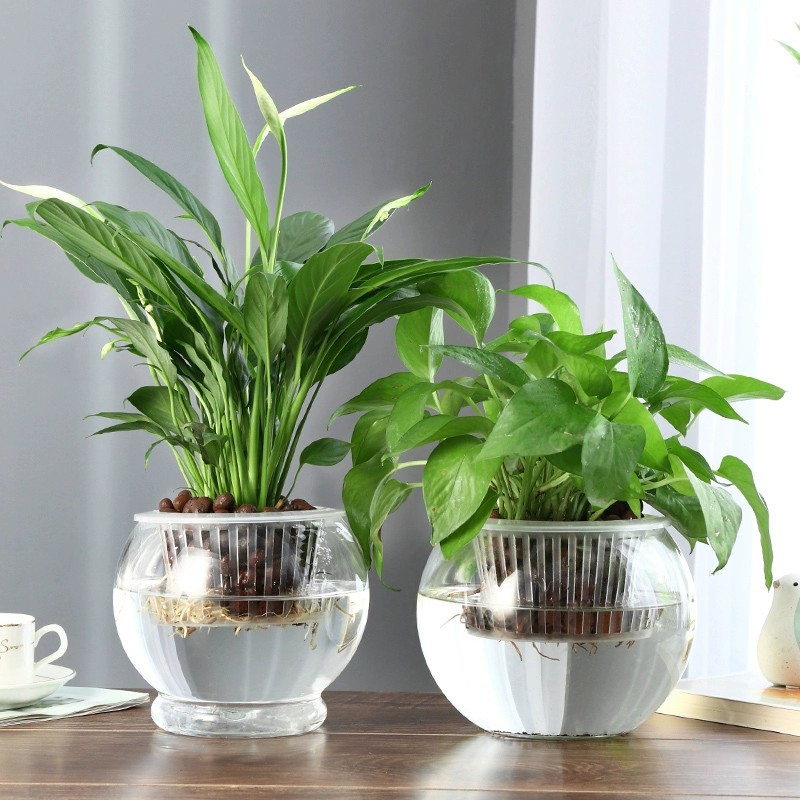 郁金香水培器皿玻璃大号创意透明圆形花瓶大口径水养花卉植物容器 - 图2