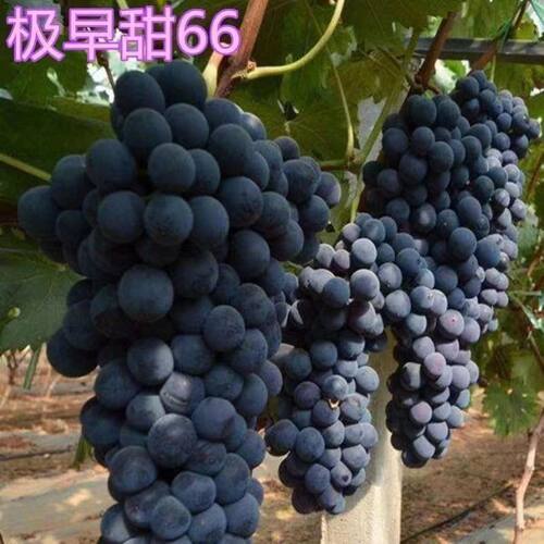 葡萄新品种早熟葡萄极早甜66葡萄苗甜66葡萄树苗耐零下30度不裂果 - 图2