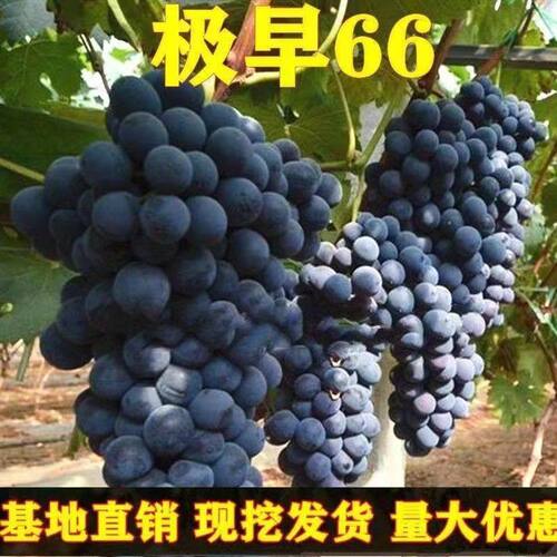 葡萄新品种早熟葡萄极早甜66葡萄苗甜66葡萄树苗耐零下30度不裂果 - 图1