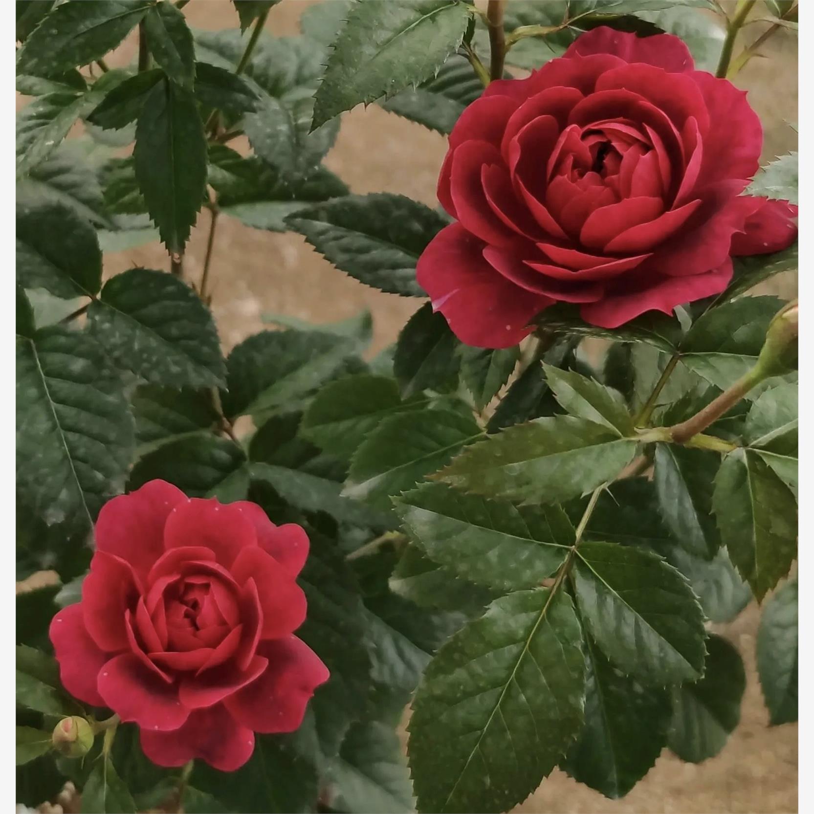 黑红果汁/樱桃果汁 月季 小苗 灌木淡香 勤花丰花多季 果汁芽变 - 图1