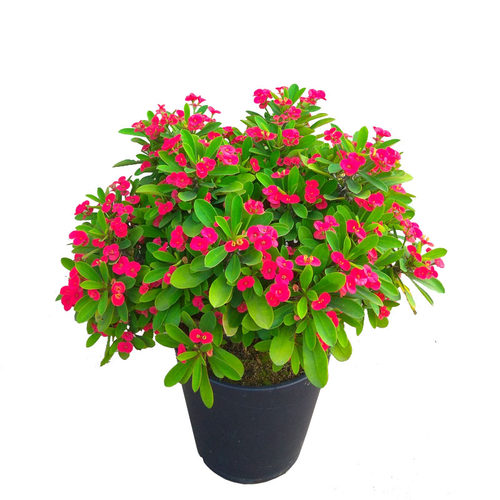 大老桩小叶小花虎刺梅盆栽悬崖盆景苗铁海棠耐晒耐热花卉阳台庭院 - 图3