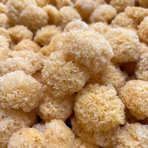 安徽金寨椴木小银耳小朵新鲜无硫磺雪白糯木耳干货易煮胶多250克 - 图2