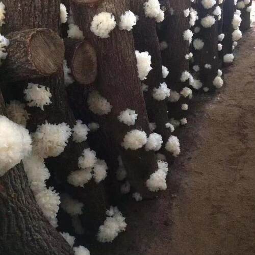 安徽金寨椴木小银耳小朵新鲜无硫磺雪白糯木耳干货易煮胶多250克 - 图1