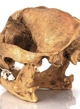 仿真摆件艺术模型树脂工艺品狗头头骨骷髅头动物医学骷颅头骨模具