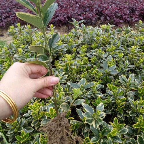 金边黄杨苗金边冬青苗黄杨树苗冬青苗耐寒庭院行道绿化篱笆活苗 - 图0