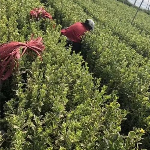 金边黄杨苗金边冬青苗黄杨树苗冬青苗耐寒庭院行道绿化篱笆活苗 - 图1