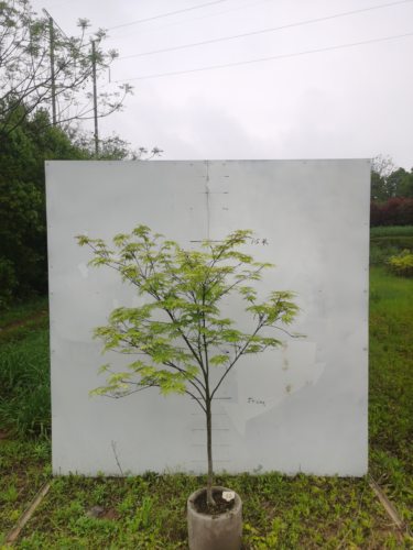 枫树祖母幽灵Acer palmatum 'Grandma Ghost' - 图3