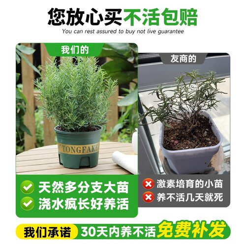 特级迷迭香盆栽可食用煎牛排用百里香薄荷叶紫苏新鲜香草驱蚊植物 - 图0