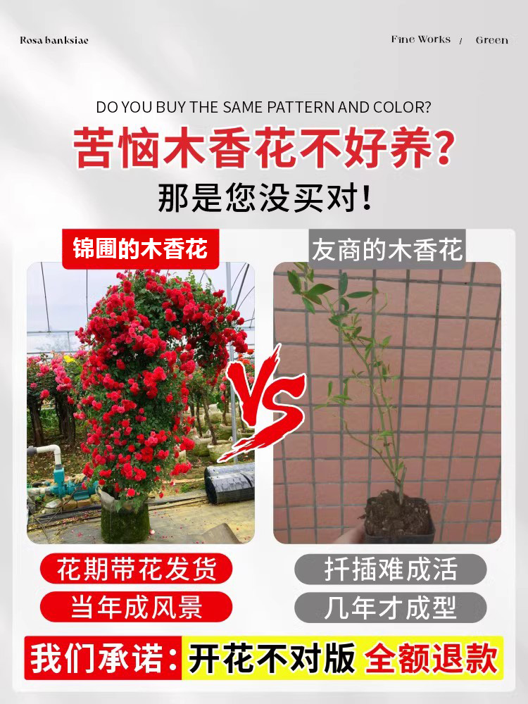 红木香花苗爬藤植物庭院阳台四季耐寒植物黄白木香花树苗盆栽大苗 - 图1