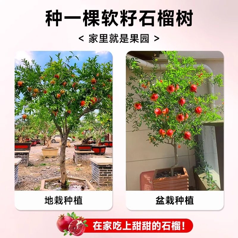 石榴树树苗突尼斯软籽石榴苗盆栽庭院果树无籽甜石榴特大带土果苗,淘宝优惠券,粉丝福利购,淘宝优惠卷