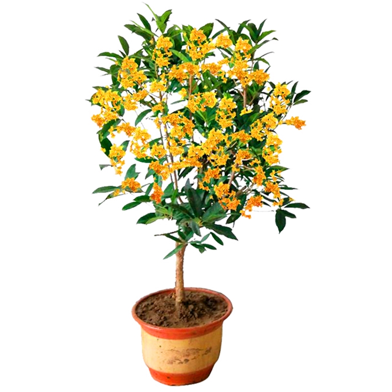 桂花树苗盆栽四季开花庭院桂花树金桂地栽大树丹桂