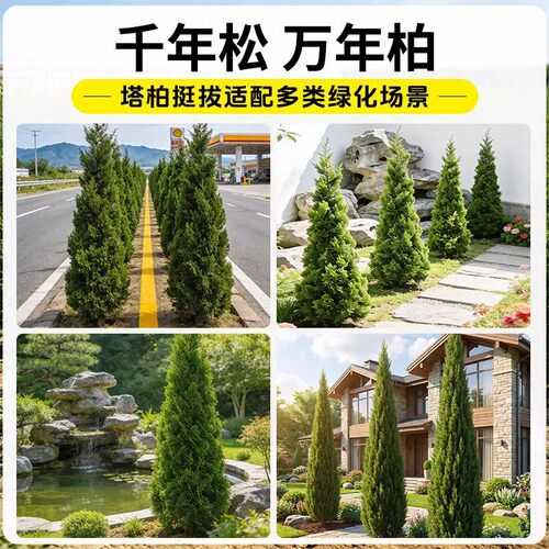 塔柏树苗松柏侧柏龙柏坟地陵园风水树苗庭院园林绿化工程造景大树 - 图3