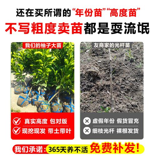 柚子树苗果树果苗当年结果红心蜜柚暹罗红庭院嫁接南方北方种植 - 图0