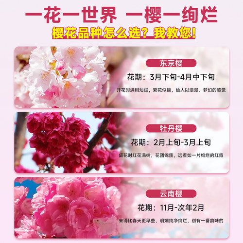 特大日本樱花树苗庭院绿化工程风景树花卉植物南北方室外耐寒种植 - 图3