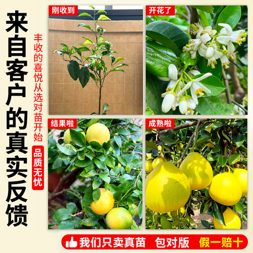 柚子树苗果树果苗当年结果红心蜜柚暹罗红庭院嫁接南方北方种植 - 图3