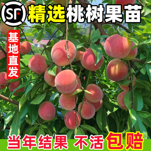 早熟水蜜桃树苗嫁接黄桃树当年结果南方北方种植树苗桃树果苗 - 图1