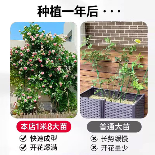 1米8母系大苗蔷薇花苗爬藤月季四季开花卉植物庭院室内外盆栽玫瑰 - 图1