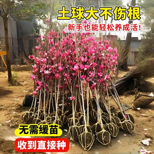 玉兰花树苗带花苞室内外庭院绿化植物耐寒耐热广玉兰四季开花卉 - 图2