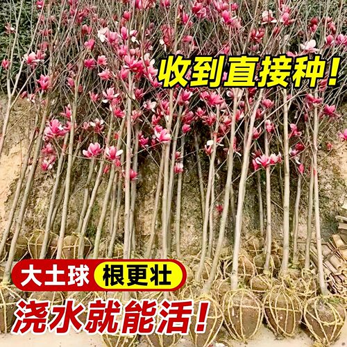 玉兰树苗大树带花苞耐寒庭院室外绿化植物白紫广玉兰花苗花卉盆栽 - 图1